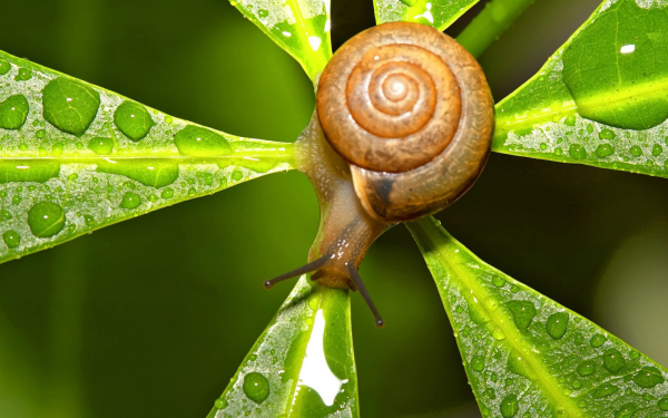 Улитка на листьях