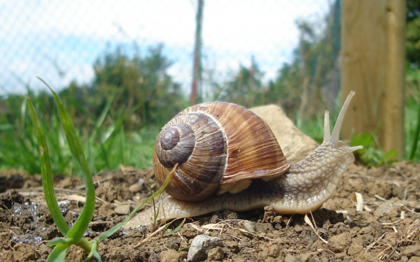 Улитка на земле