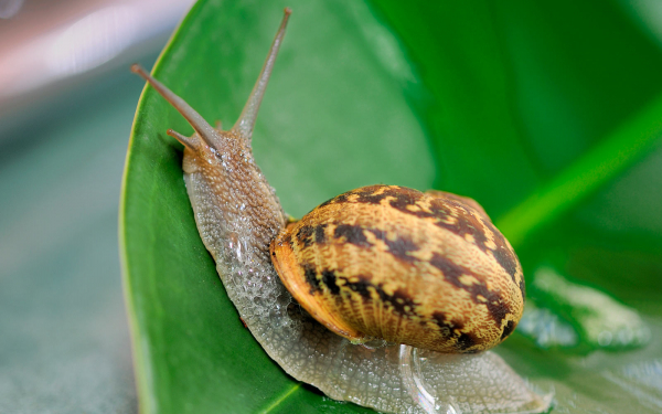 Улитка ползет по листу