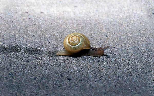 Улитка несет домик