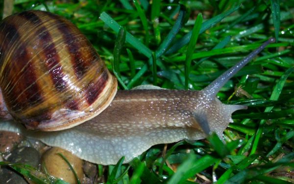 Улитка на траве