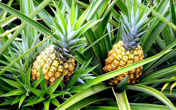 Ананасы