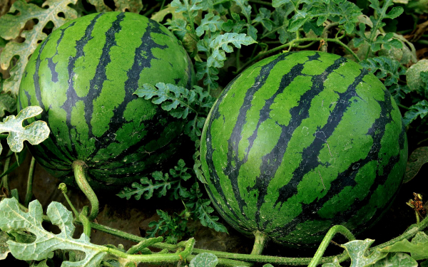 Арбузы на бахче