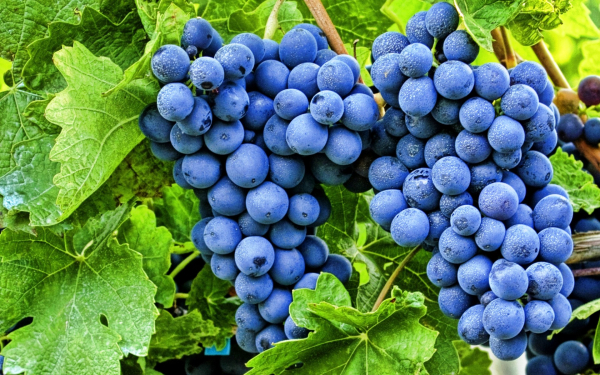 Гроздья спелого винограда