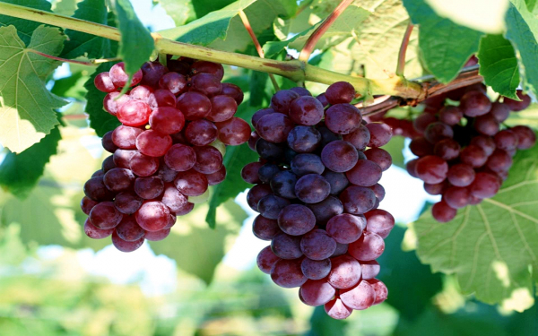 Красный виноград на лозе
