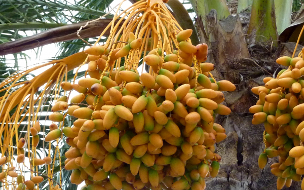 Финики на пальме