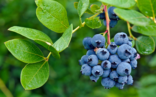 Ягода черника на ветке