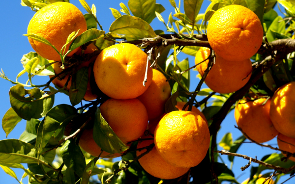 Апельсины на ветках