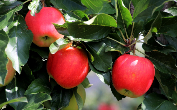 Спелые яблоки на ветке