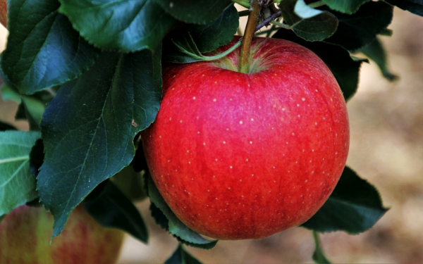 Яблоко на ветке
