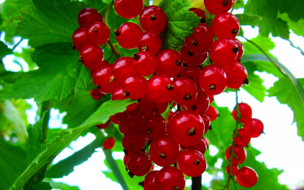 Красная смордина