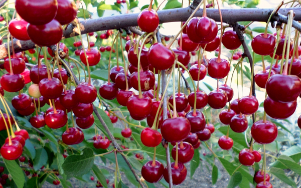 Спелая вишня на ветках