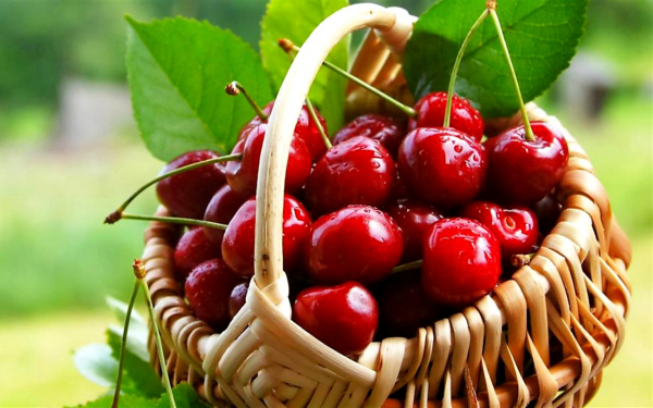 Черешня в корзинке
