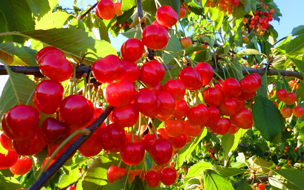 Черешня на ветках