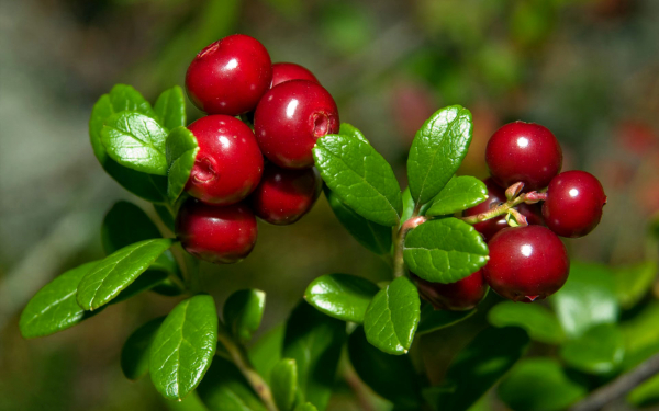 Ягода брусника