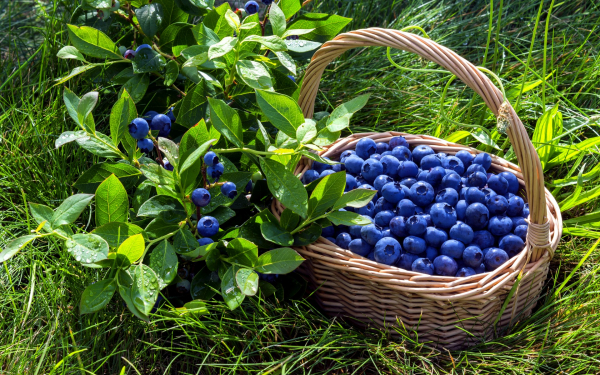 Ягода черника в корзине