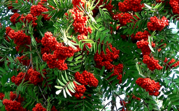 Гроздья ягоды рябины