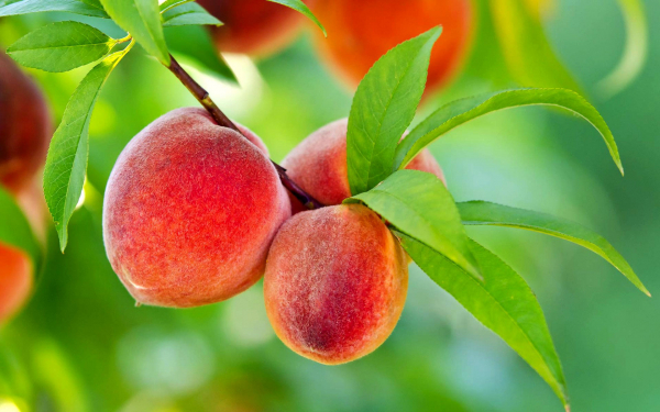 Зрелые персики на ветке