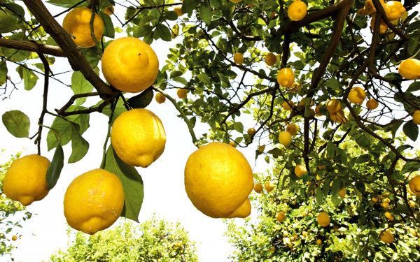 Лимоны на дереве