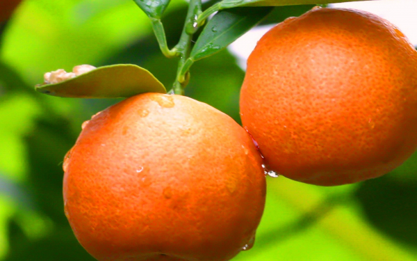 Маадарины на ветке