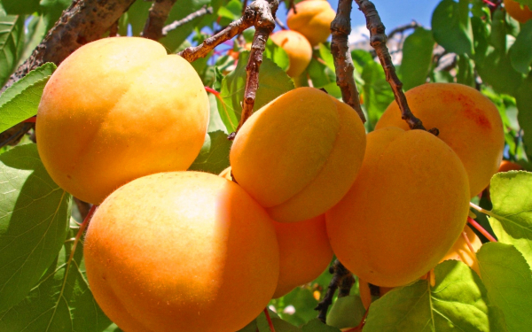Спеют персики на ветке