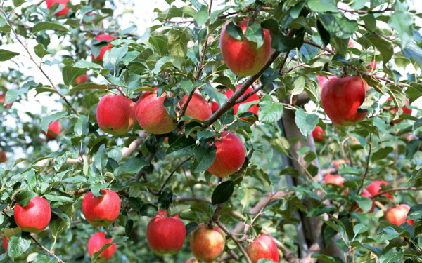 Яблоки на ветках