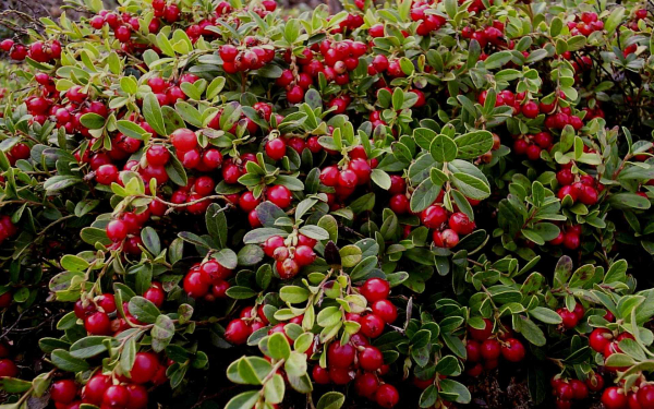 Брусника лесная