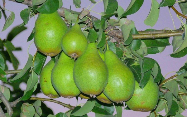 Груши на дереве