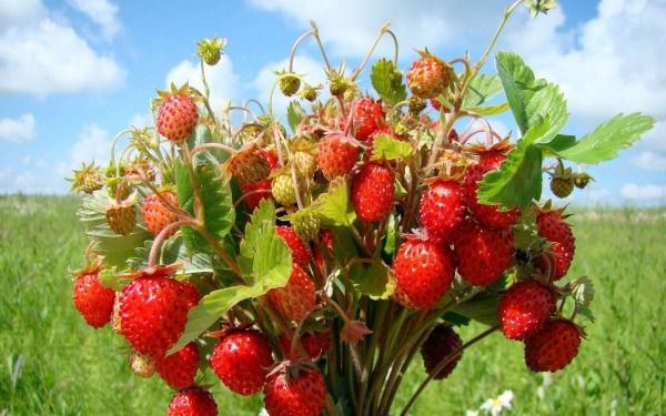 Клубника лесная