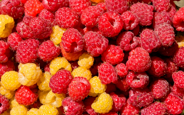 Малина красная и желтая