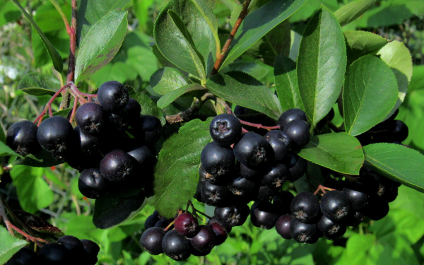 Рябина черноплодная