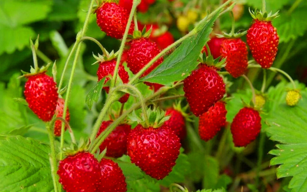 Сладкая клубника