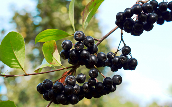 Черноплодная рябина