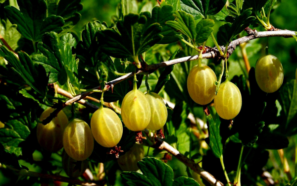 Ягода крыжовник