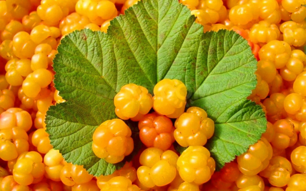 Ягода морошка