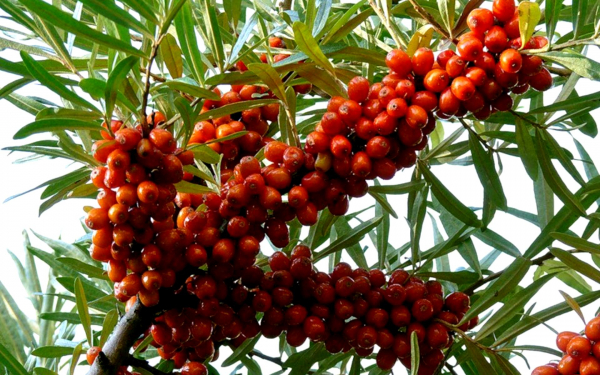 Ягода облепиха