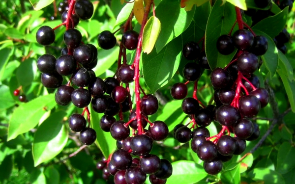 Ягода черемуха