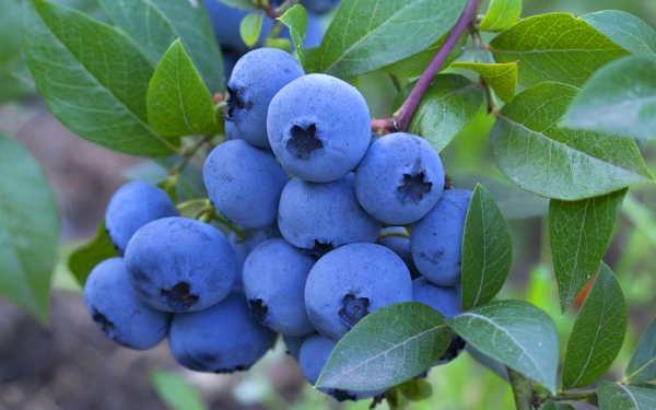 Ягода черника