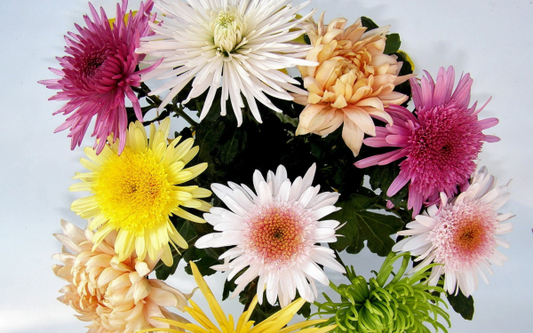 Букет  разноцветных хризантем