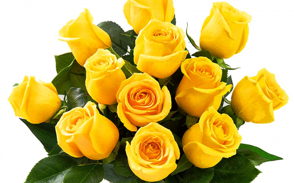Букет красивых желтых роз