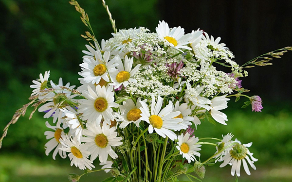 Букетик полевых цветов