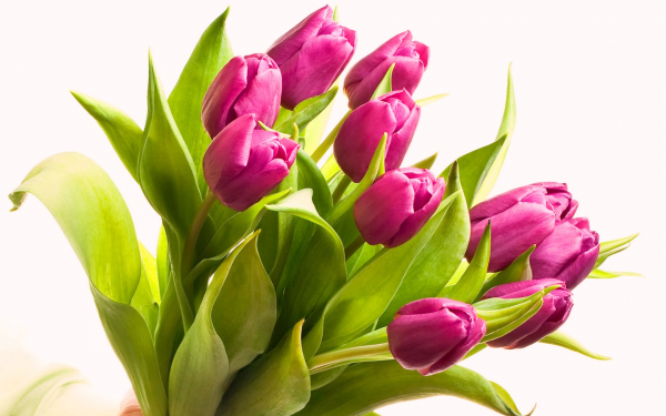 Цветы тюльпаны букет