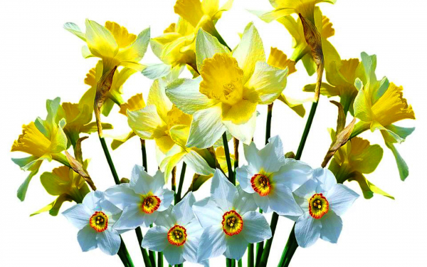 Букет весенних цветов