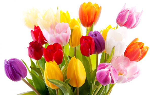 Букет разноцветных тюльпанов