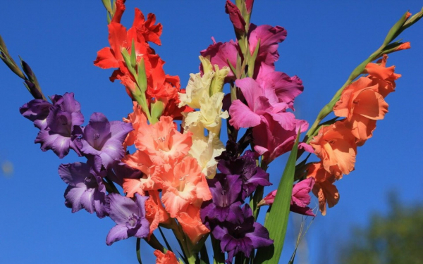 Разноцветные гладиолусы в букете