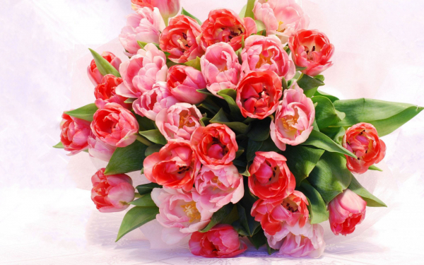 Цветы тюльпаны букет