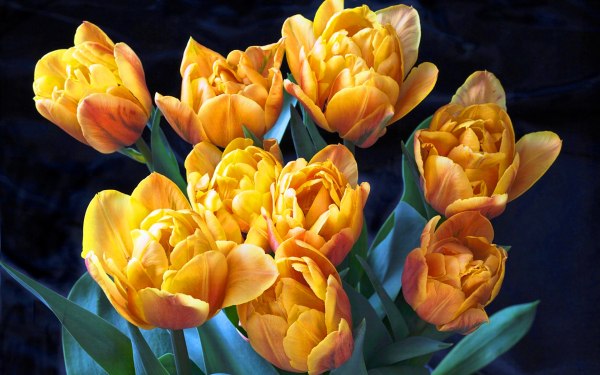 Цветы тюльпаны букетик
