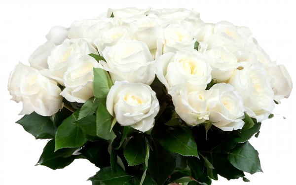 Белоснежный букет роз