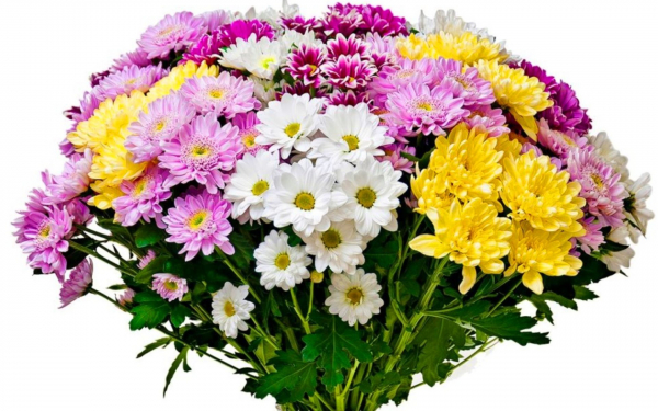 Красивый букет хризантем
