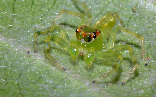 Зеленый паук